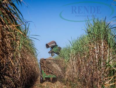 Stio para Venda, em Santa Cruz da Conceio, bairro 