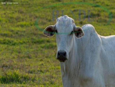 Stio para Venda, em Santa Cruz da Conceio, bairro 